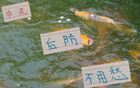 陳晉一左路領(lǐng)跑，金蔣朱申花后防無(wú)憂。